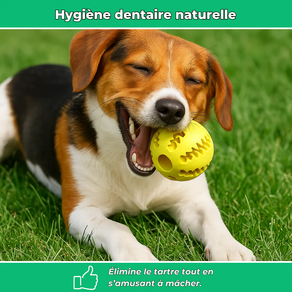 Balle en caoutchouc solide pour chien – Jouet à mâcher et nettoyage dentaire - Image 3
