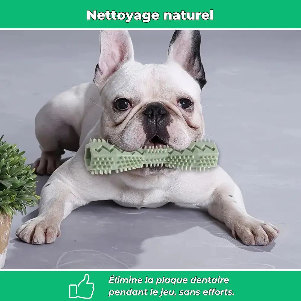 Bâtonnet dentaire en caoutchouc souple pour chiens – Jouet de mastication et nettoyage - Image 3