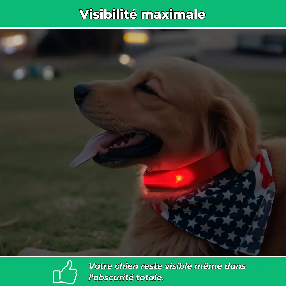 Collier lumineux LED pour chien – Sécurité de nuit et visibilité renforcée - Image 3