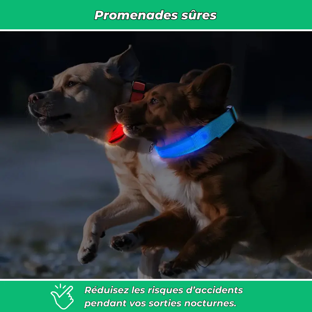 Collier lumineux LED pour chien – Sécurité de nuit et visibilité renforcée - Image 4