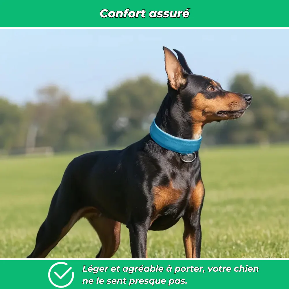Collier lumineux LED pour chien – Sécurité de nuit et visibilité renforcée - Image 5