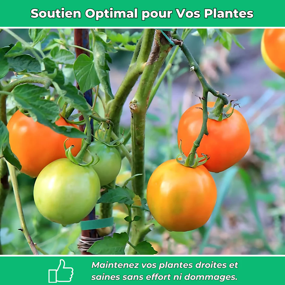 Fixations Ajustables pour Plantes – Soutien et Protection Optimale pour Croissance des Plantes - Image 3