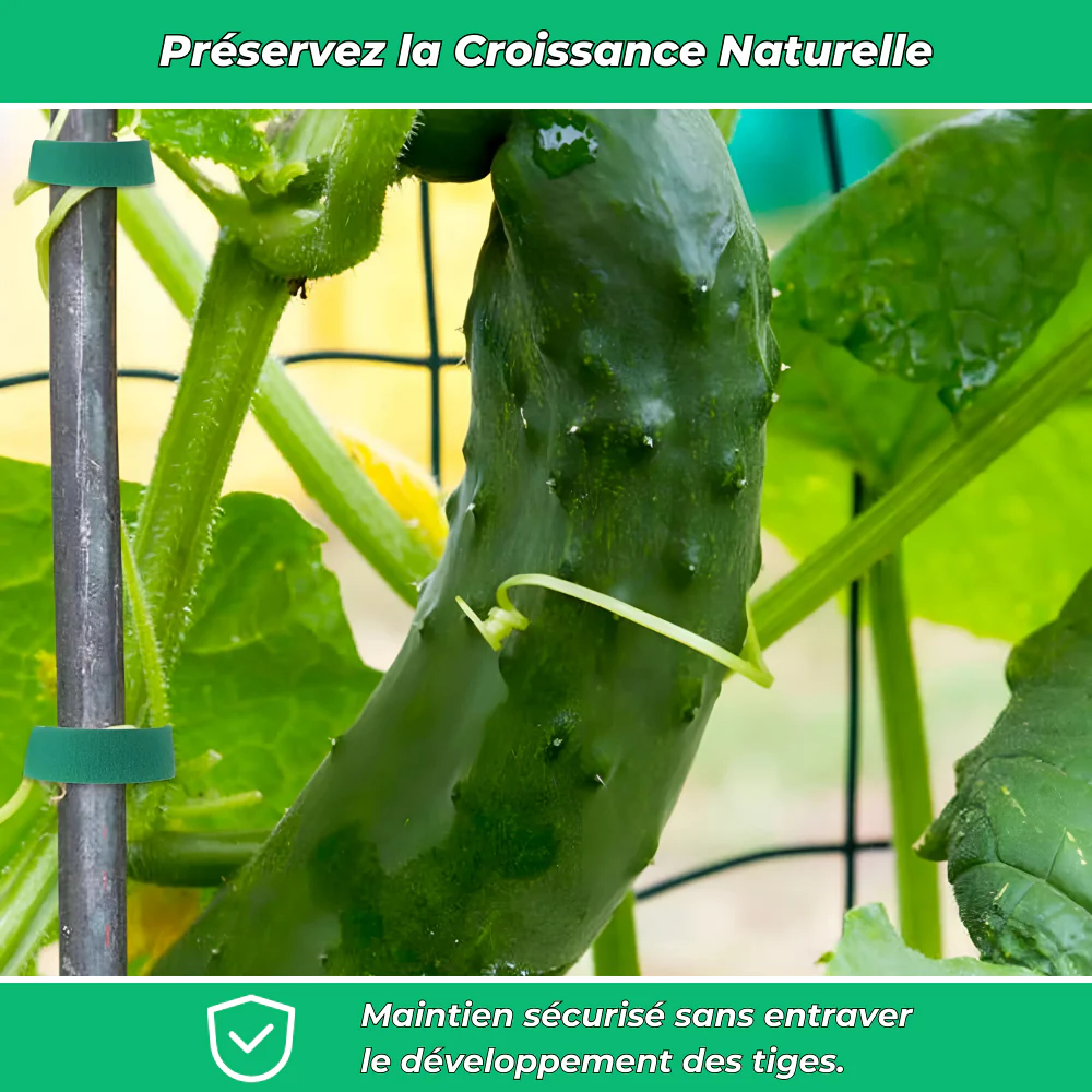 Fixations Ajustables pour Plantes – Soutien et Protection Optimale pour Croissance des Plantes - Image 5