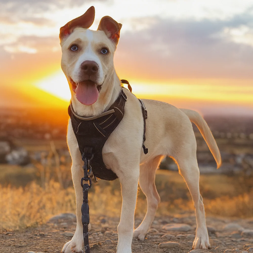 Harnais chien anti-traction réfléchissant avec poignée – Grand chien - Image 13