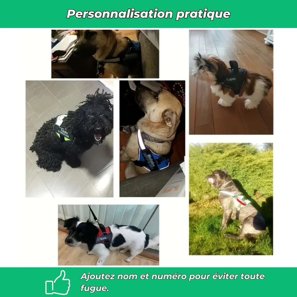 Harnais chien nom personnalisé – réglable et anti-étranglement - Image 5