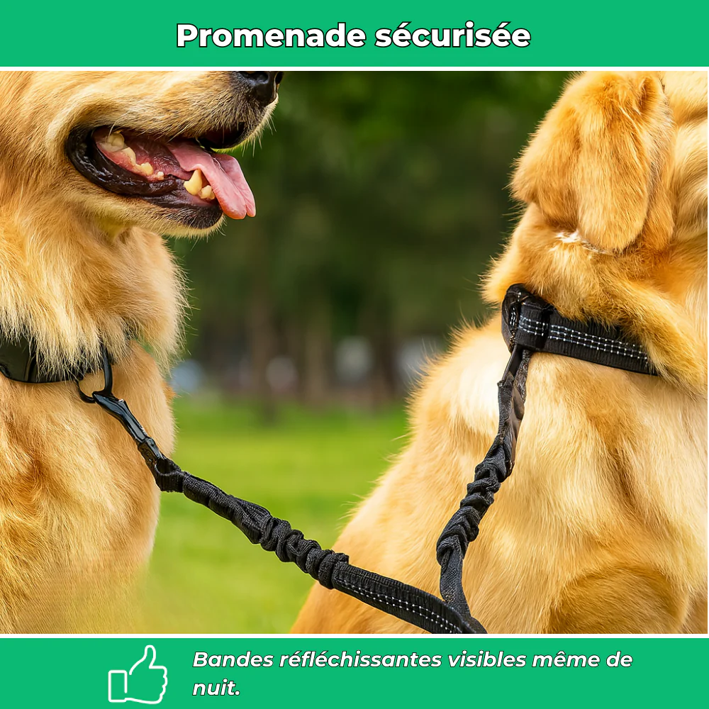 Laisse double pour chiens – Anti-enchevêtrement 360°, réglable et réfléchissante - Image 3