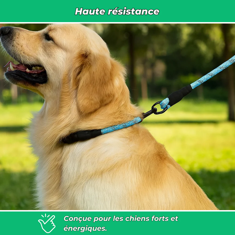 Laisse réfléchissante robuste pour chien – Poignée rembourrée, double traction, sécurité et confort - Image 3