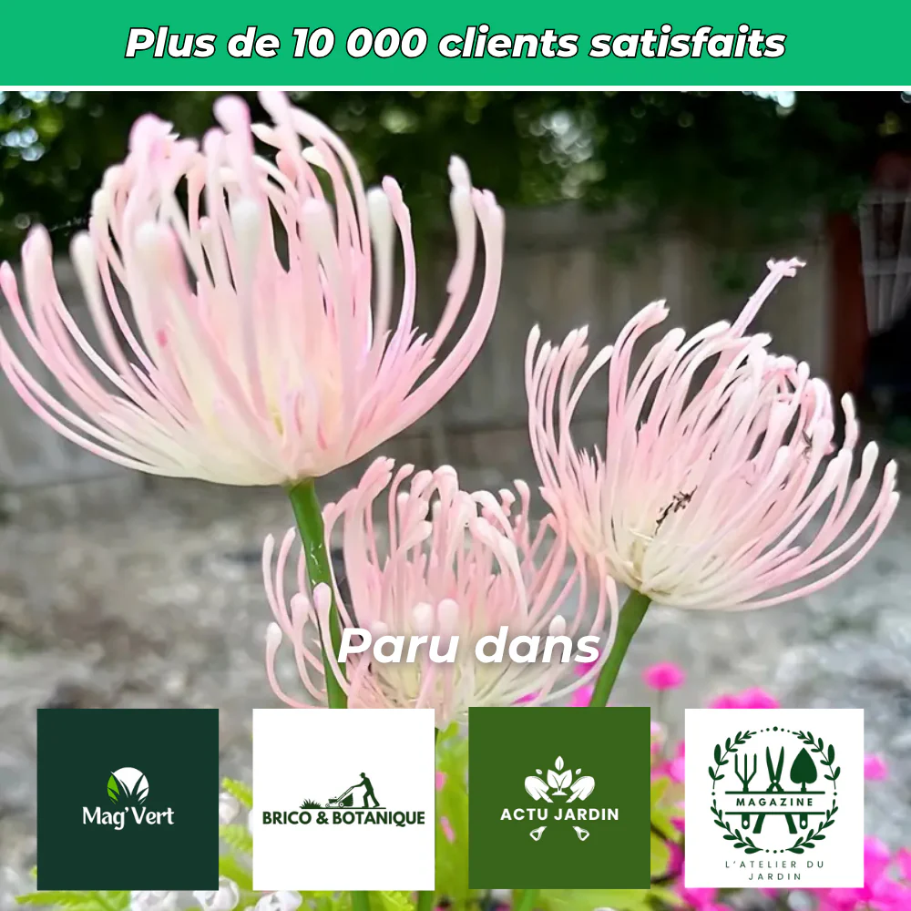 Lumières solaires florales décoratives pour jardin (Lot de 2) - Image 6