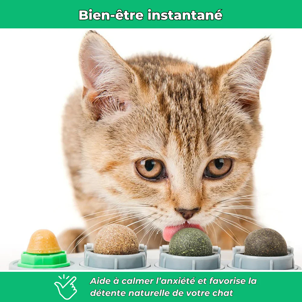 Jouet mural VetiChat à l’herbe à chat naturelle – Stimulation et relaxation - Image 3